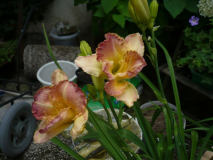Daylily six