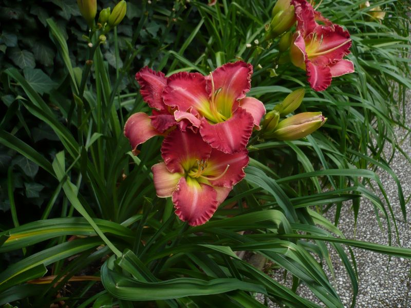 Daylily seven