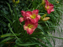 Daylily seven