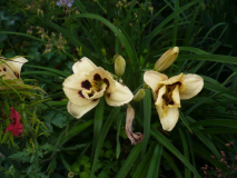 Daylily eight