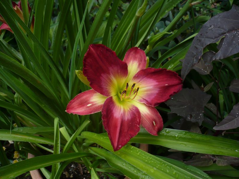 Daylily nine