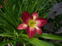 Daylily nine