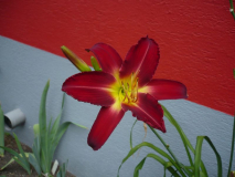 Daylily ten