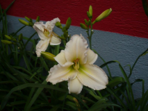 Daylily eleven