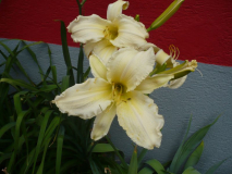 Daylily twelve
