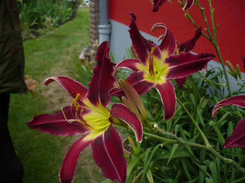 Daylily thirteen