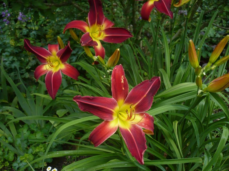 Daylily fourteen