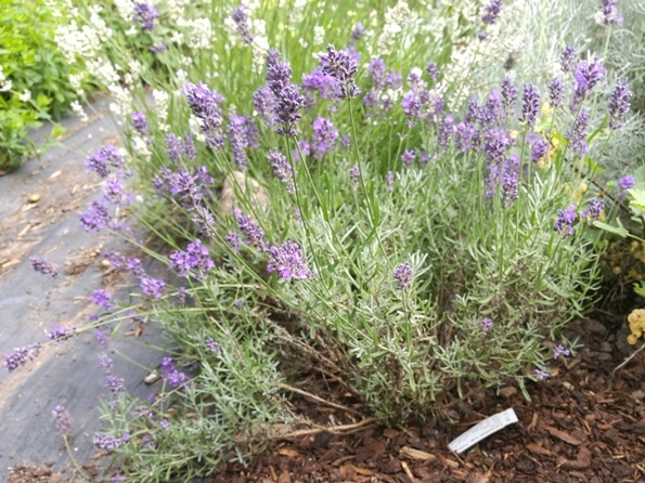Lavandula angustifolia 'Felice' 1