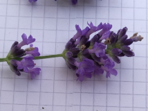 Lavandula angustifolia 'Felice' 3