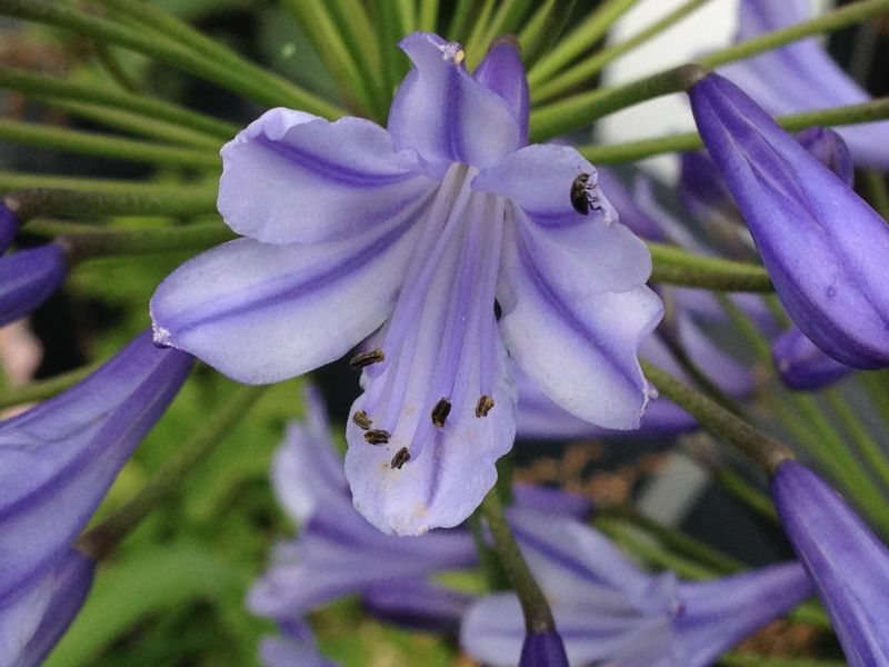 Agapanthus africanus 'Donau'