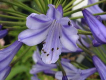 Agapanthus africanus 'Donau'