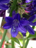 Agapanthus-Hybride 'Sofie'