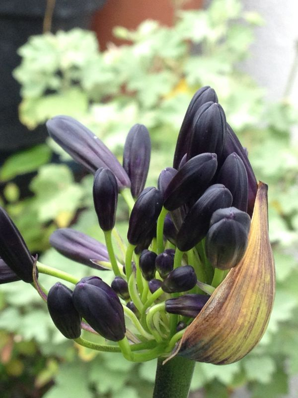 Agapanthus 'Black Magic'