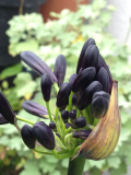 Agapanthus 'Black Magic'