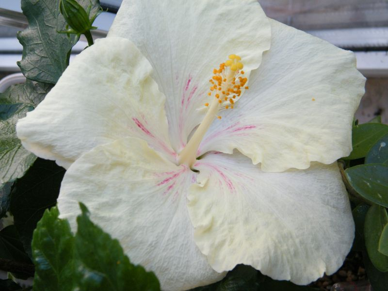 Hibiscus rosa-sinensis 'Lemon Rays'