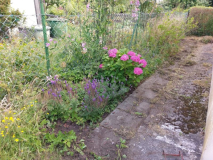 Gierschbeet