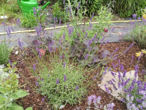 Lavandula x intermedia 'Olympia' 1
