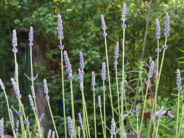 Lavandula x intermedia 'Olympia' 2