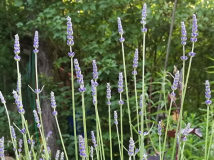 Lavandula x intermedia 'Olympia' 2