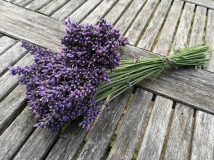 Lavandula x intermedia 'Olympia' 3