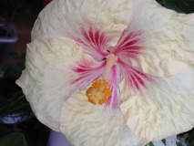 Hibiscus rosa-sinensis 'Lemon Rays'