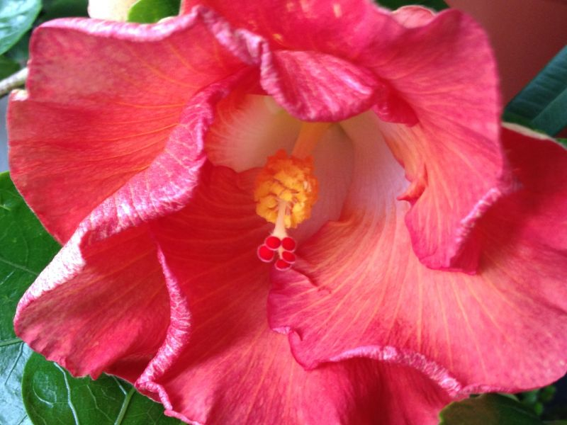Hibiscus rosa-sinensis 'Hot Paprika'