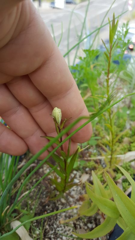 Castilleja sulphurea Blütenknospe