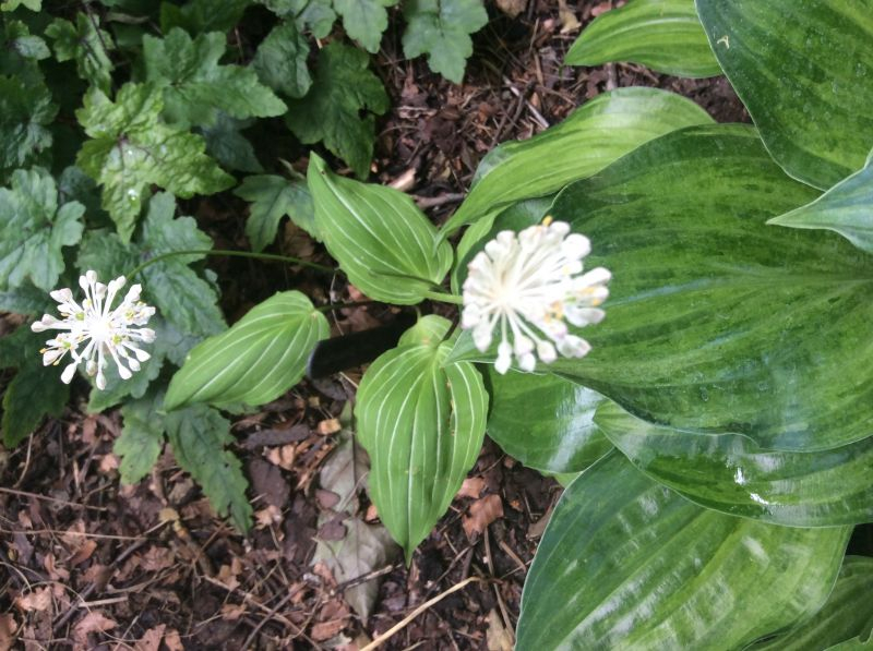 Allium ovalifolium