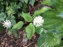 Allium ovalifolium