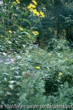 Topinambur