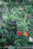 Zinnien im Gemüsebeet
