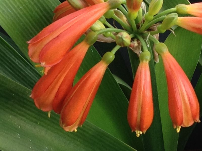 C x cyrtanthiflora
