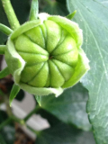 Hibiscus rosa-sinensis Frucht