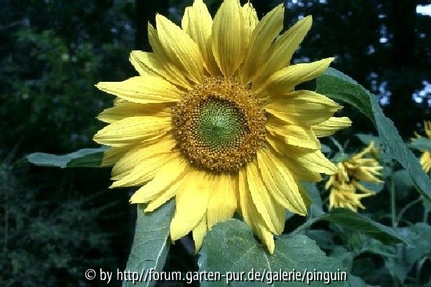 Sonnenblume