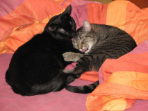 Yin&Yang2