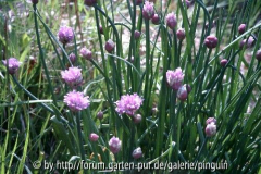 Schnittlauch-Blüten