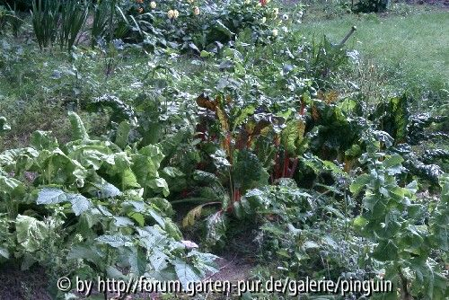 Gemüsegarten