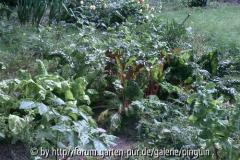Gemüsegarten