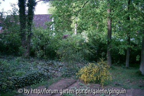 Ginster