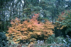 Felsenbirne Herbstfärbung