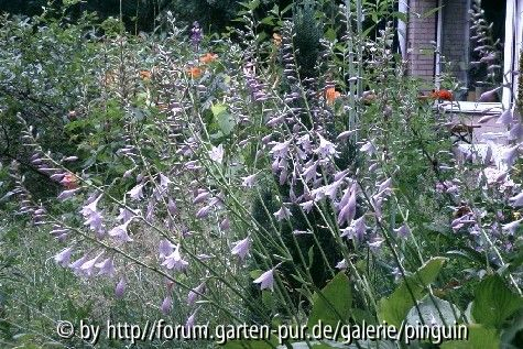 Funkienblüte