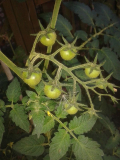 Fugentomate Nr. 2 Frucht