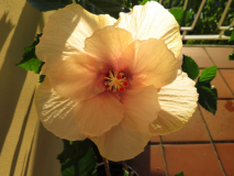 Hibiskus Moon Maiden Abendsonne