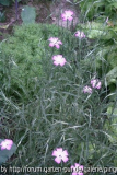 Nelkenblume