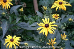 Rudbeckia