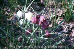 Schachbrettblumen