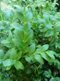 Buchs