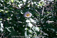 Rosa canina - Blüte