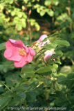 Rosa rugosa
