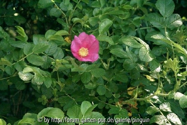 Rosa rugosa Einzelblüte